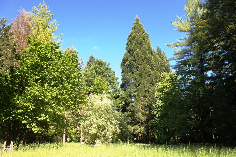 Arboretum u Grahovu